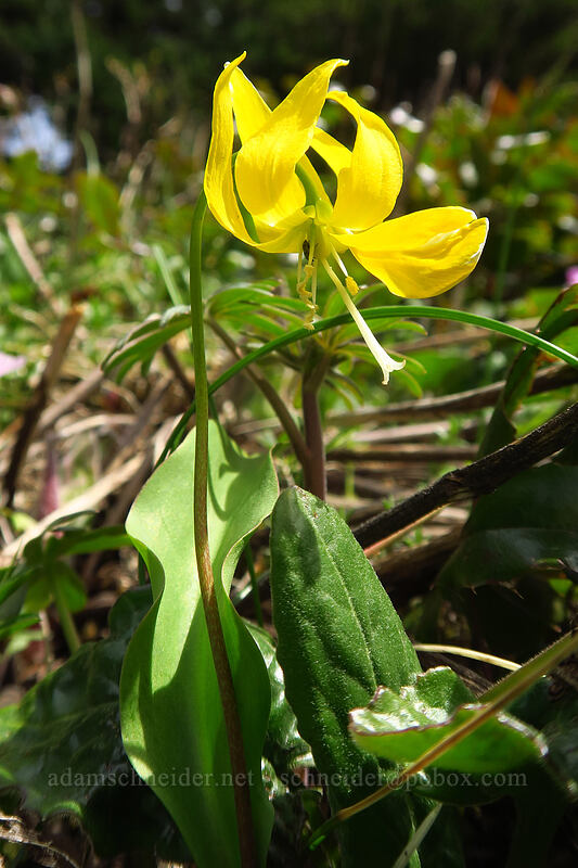 glacier lily (Erythronium grandiflorum) [Dog-Augspurger Tie Trail, Columbia River Gorge, Skamania County, Washington]