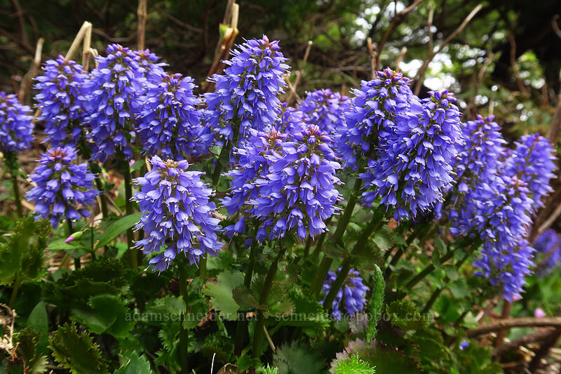 Columbia kittentails (Synthyris missurica ssp. stellata (Veronica missurica ssp. stellata)) [Dog-Augspurger Tie Trail, Columbia River Gorge, Skamania County, Washington]