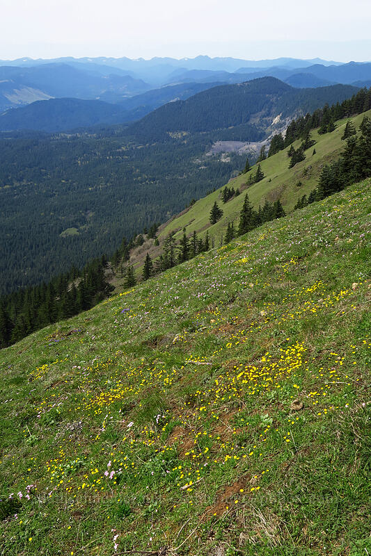 wildflowers (Claytonia lanceolata, Crocidium multicaule, Synthyris missurica ssp. stellata (Veronica missurica ssp. stellata)) [Dog Mountain summit, Columbia River Gorge, Skamania County, Washington]