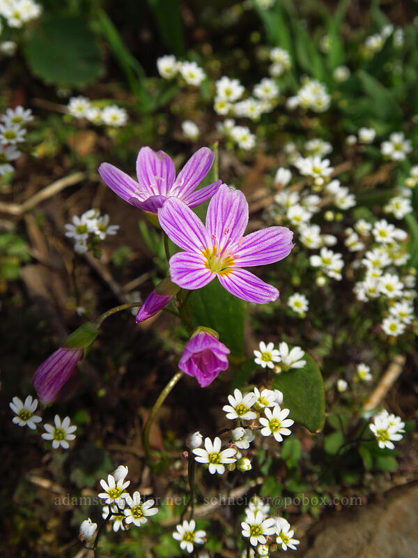 spring-beauty & spring draba (Claytonia lanceolata, Draba verna) [Dog Mountain summit, Columbia River Gorge, Skamania County, Washington]