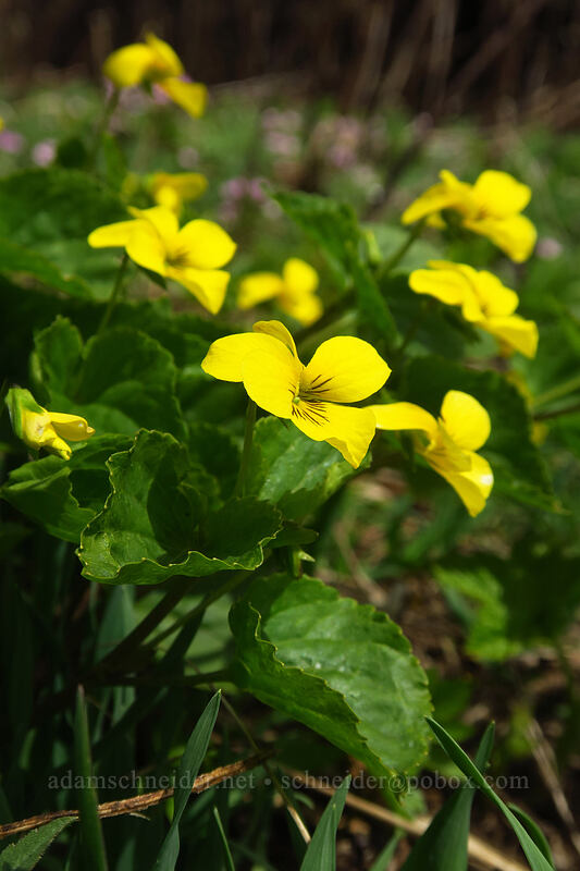 pioneer violets (Viola glabella) [Dog Mountain summit, Columbia River Gorge, Skamania County, Washington]