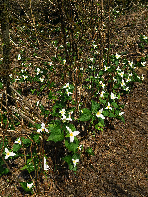 western trillium (Trillium ovatum) [Dog Mountain summit, Columbia River Gorge, Skamania County, Washington]