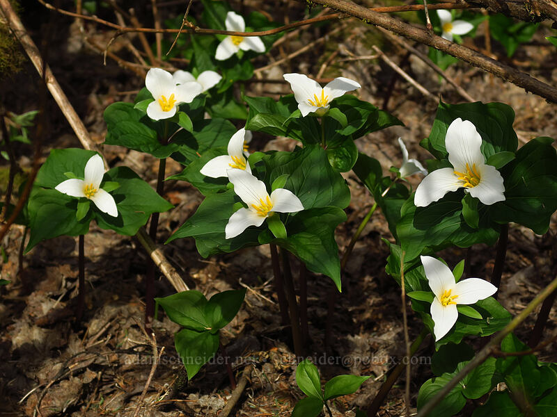 western trillium (Trillium ovatum) [Dog Mountain summit, Columbia River Gorge, Skamania County, Washington]