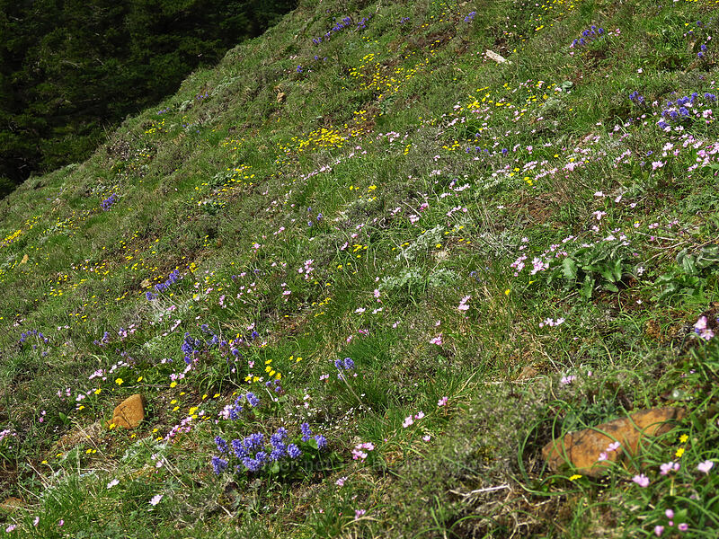 wildflowers (Claytonia lanceolata, Crocidium multicaule, Synthyris missurica ssp. stellata (Veronica missurica ssp. stellata)) [Dog Mountain summit, Columbia River Gorge, Skamania County, Washington]
