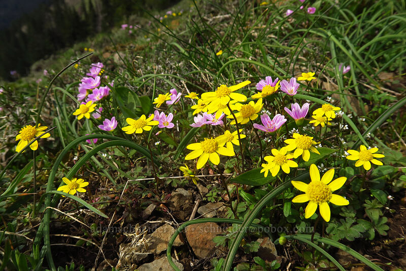 gold stars & lance-leaf spring-beauty (Crocidium multicaule, Claytonia lanceolata) [Dog Mountain summit, Columbia River Gorge, Skamania County, Washington]
