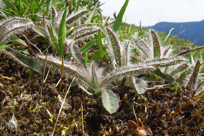 Scouler's hawkweed leaves (Hieracium scouleri (Pilosella scouleri)) [Dog Mountain summit, Columbia River Gorge, Skamania County, Washington]