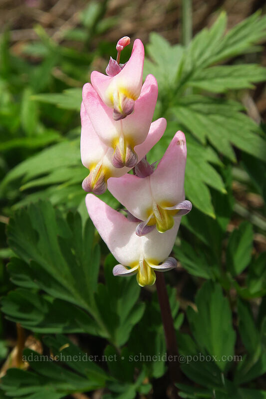 Dutchman's breeches (Dicentra cucullaria var. occidentalis) [Dog Mountain, Columbia River Gorge, Skamania County, Washington]