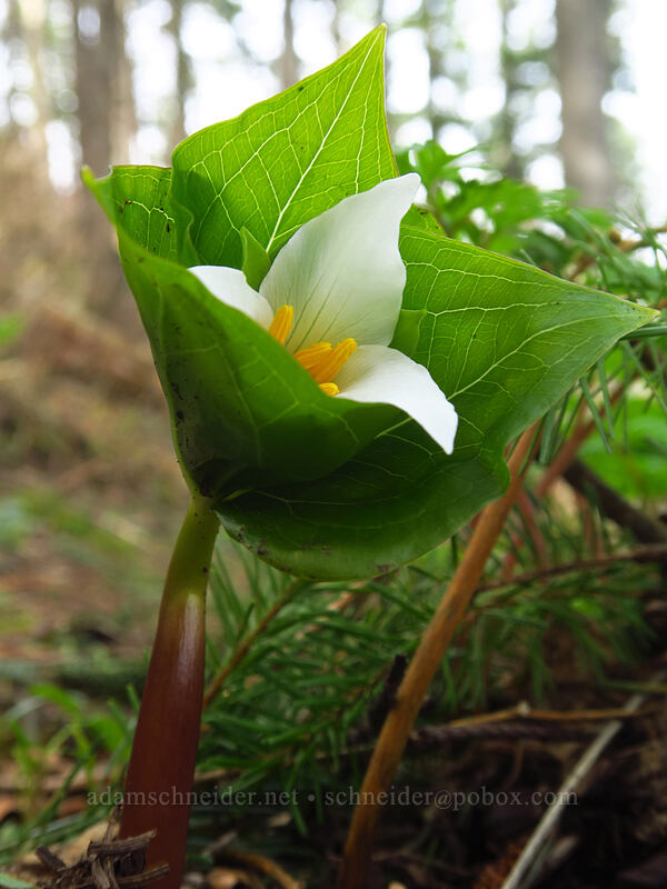 western trillium (Trillium ovatum) [Dog Mountain, Columbia River Gorge, Skamania County, Washington]