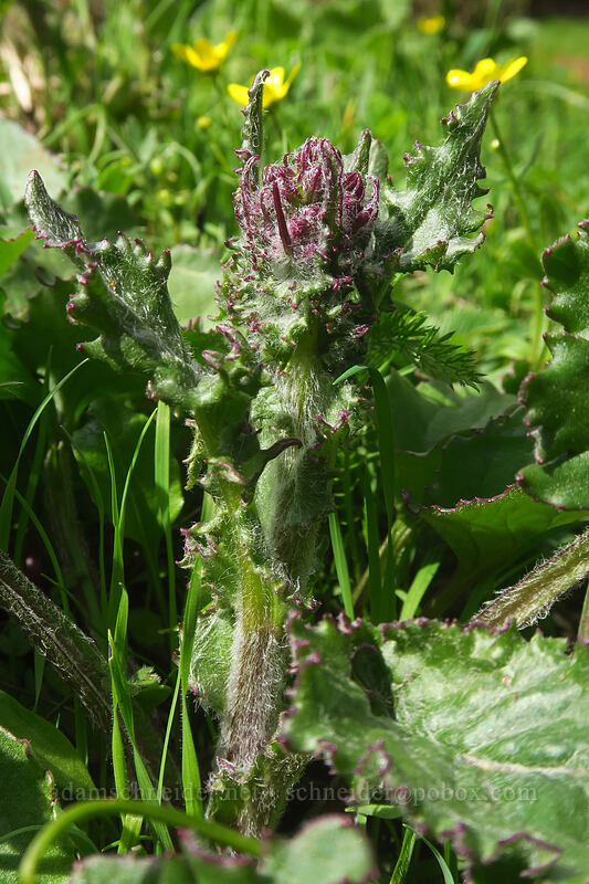 unknown composite, budding [Dog Mountain, Columbia River Gorge, Skamania County, Washington]