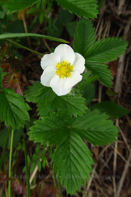 woodland strawberry (Fragaria vesca) [Dog Mountain Trail, Columbia River Gorge, Skamania County, Washington]