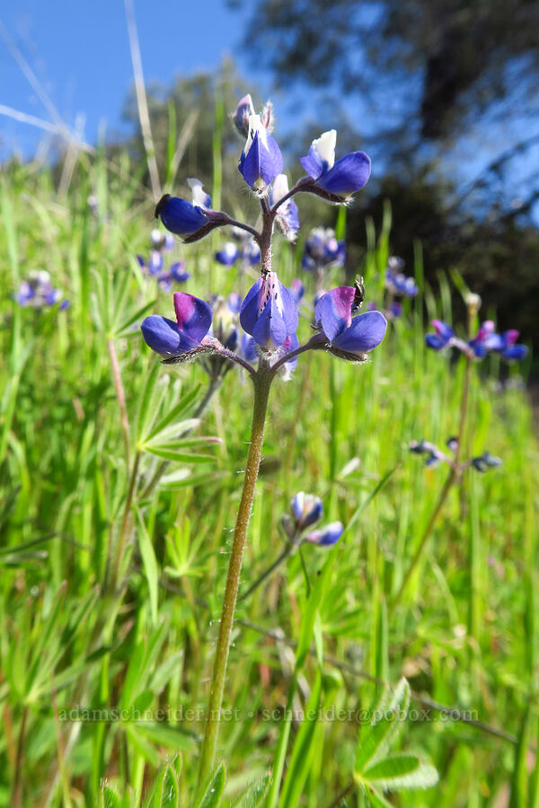 miniature lupine (Lupinus bicolor) [Monument Trail, Henry W. Coe State Park, Santa Clara County, California]