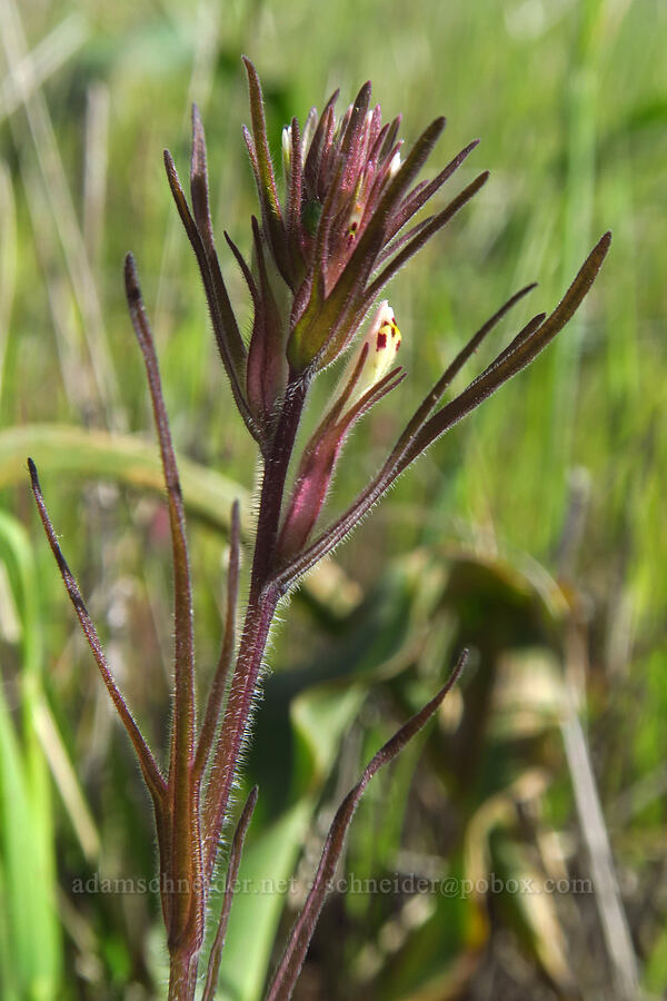 narrow-leaf paintbrush (valley tassels) (Castilleja attenuata (Orthocarpus attenuatus)) [Monument Trail, Henry W. Coe State Park, Santa Clara County, California]