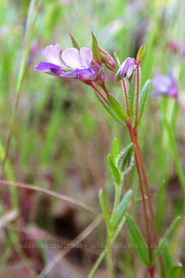 hillside collinsia (Collinsia sparsiflora var. collina) [Hobbs Road, Henry W. Coe State Park, Santa Clara County, California]