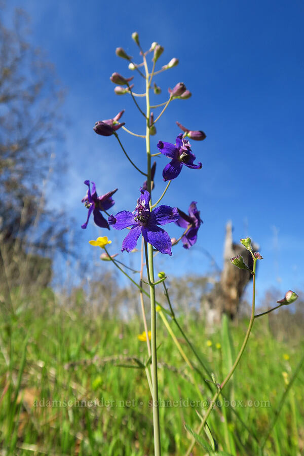 larkspur (Delphinium sp.) [Hobbs Road, Henry W. Coe State Park, Santa Clara County, California]