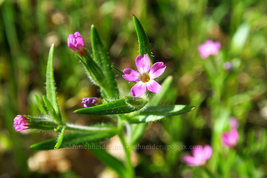 slender phlox (Microsteris gracilis (Phlox gracilis)) [Hobbs Road, Henry W. Coe State Park, Santa Clara County, California]