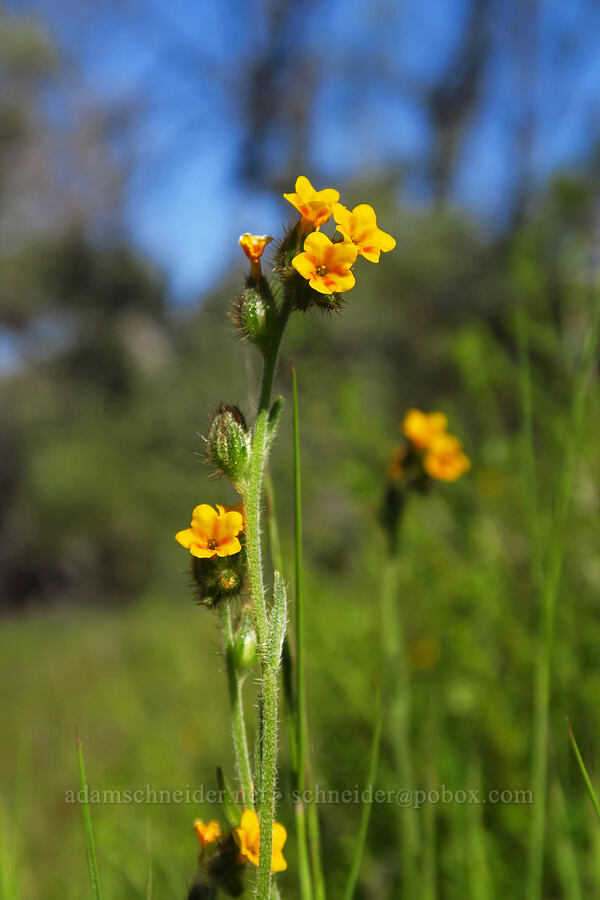 fiddleneck (Amsinckia menziesii) [Hobbs Road, Henry W. Coe State Park, Santa Clara County, California]