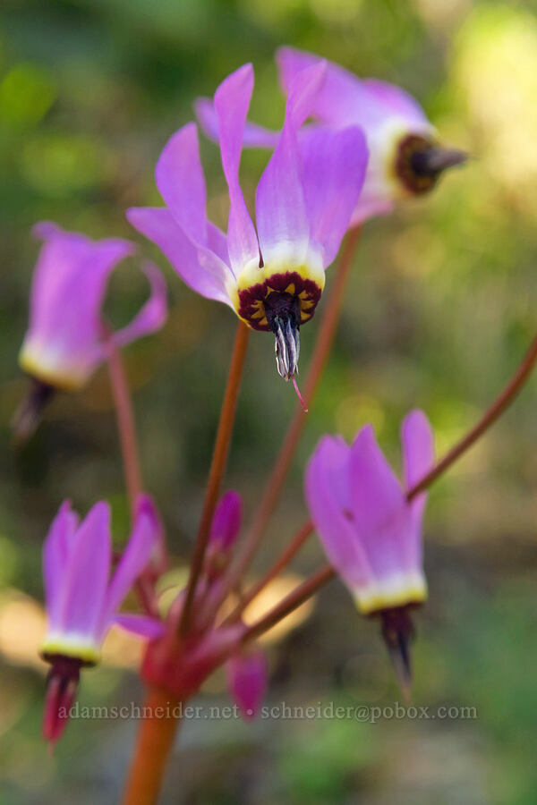 shooting stars (Dodecatheon sp. (Primula sp.)) [Hobbs Road, Henry W. Coe State Park, Santa Clara County, California]