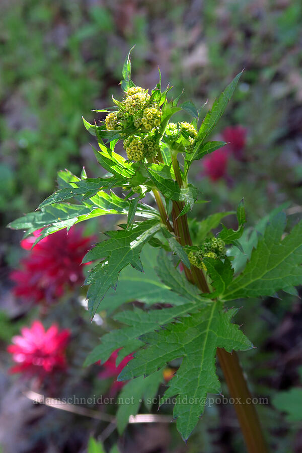 Pacific snakeroot (Sanicula crassicaulis) [Hobbs Road, Henry W. Coe State Park, Santa Clara County, California]