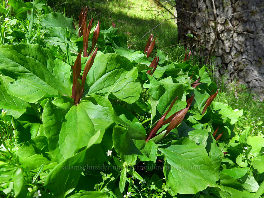 giant trillium (Trillium chloropetalum) [Flat Frog Trail, Henry W. Coe State Park, Santa Clara County, California]