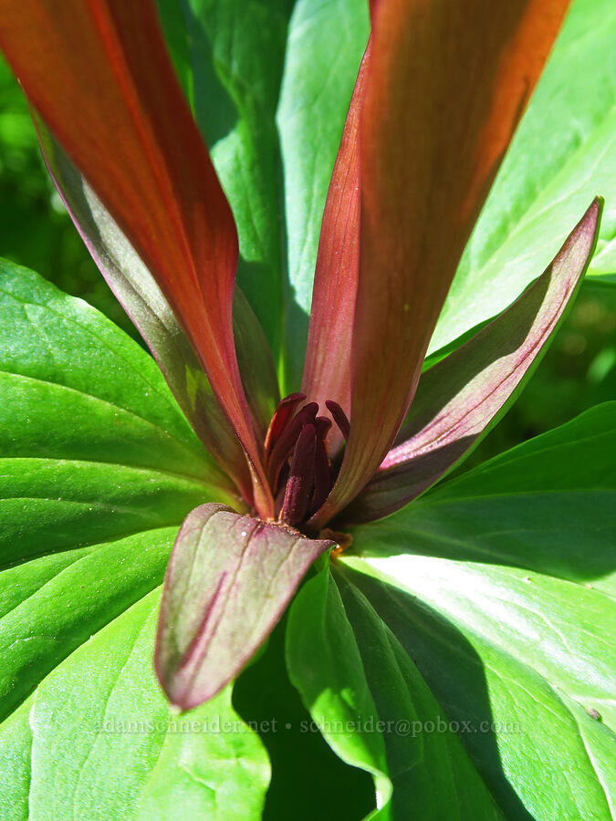 giant trillium (Trillium chloropetalum) [Flat Frog Trail, Henry W. Coe State Park, Santa Clara County, California]