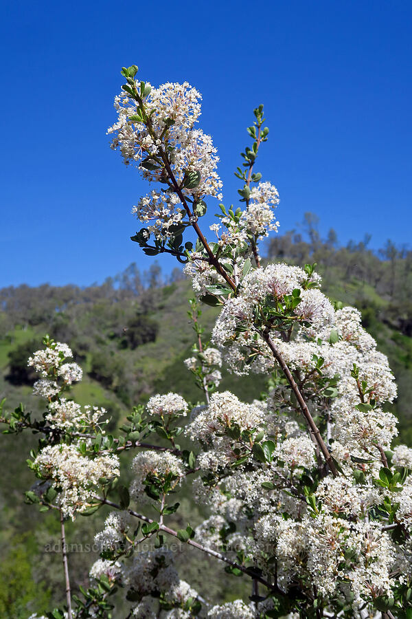 buck-brush (Ceanothus cuneatus) [Flat Frog Trail, Henry W. Coe State Park, Santa Clara County, California]