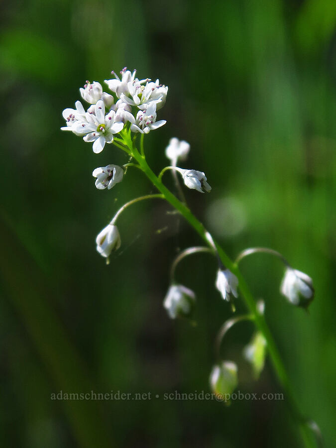 fringe pod flowers (Thysanocarpus curvipes) [Flat Frog Trail, Henry W. Coe State Park, Santa Clara County, California]