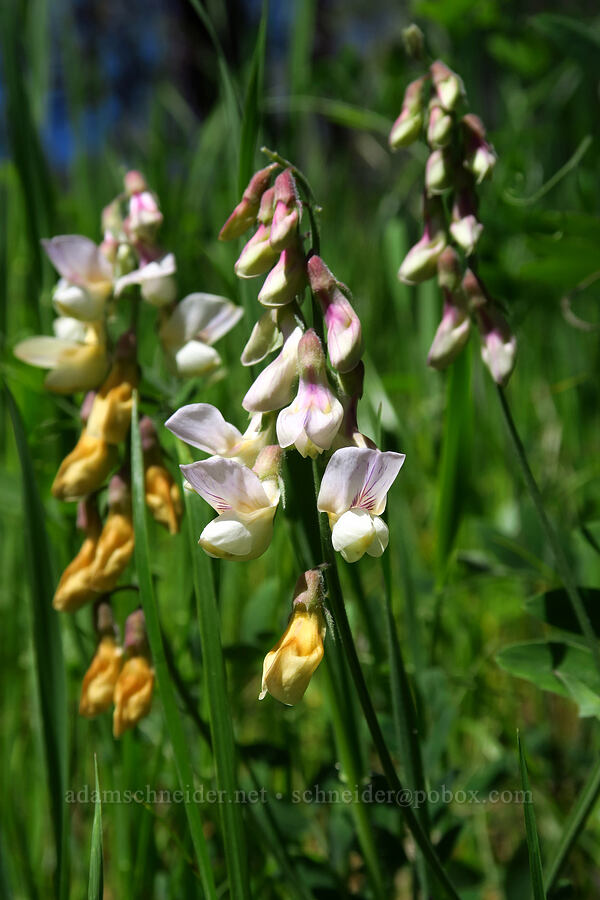 Pacific pea-vine (Lathyrus vestitus) [Flat Frog Trail, Henry W. Coe State Park, Santa Clara County, California]
