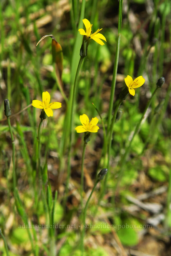 smooth cat's-ear (Hypochaeris glabra) [Flat Frog Trail, Henry W. Coe State Park, Santa Clara County, California]