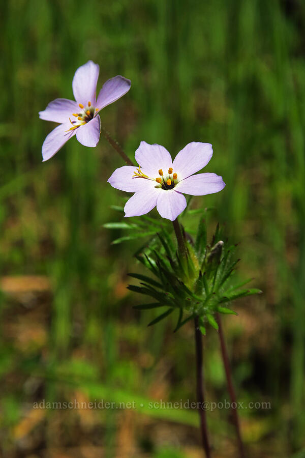 variable linanthus (Leptosiphon parviflorus (Linanthus parviflorus)) [Flat Frog Trail, Henry W. Coe State Park, Santa Clara County, California]