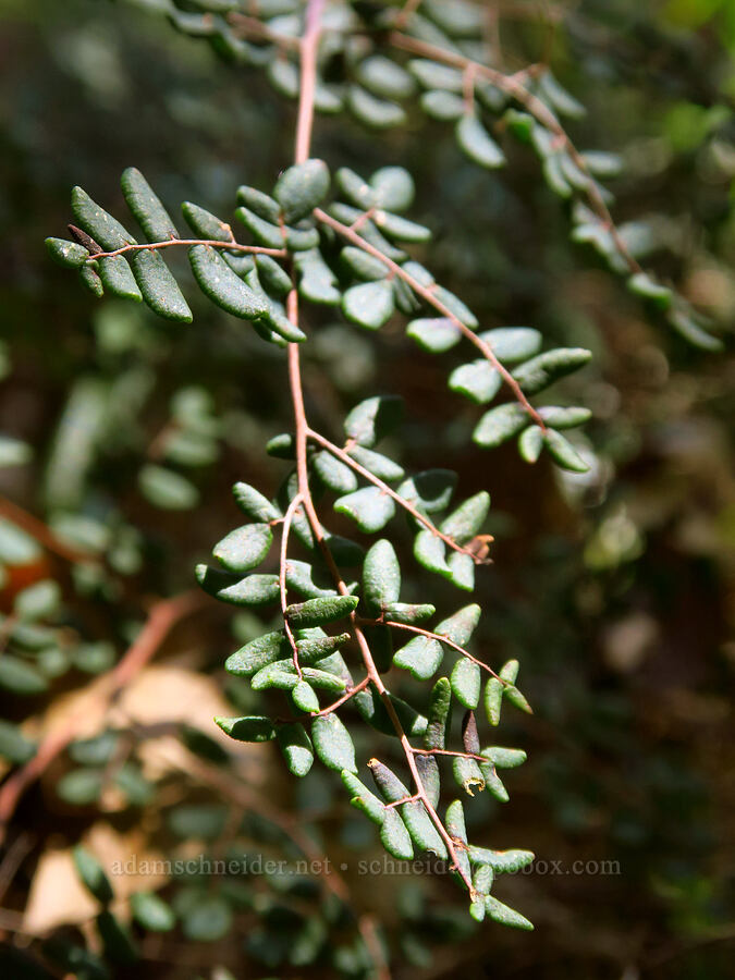 bird's-foot fern (Pellaea mucronata) [Flat Frog Trail, Henry W. Coe State Park, Santa Clara County, California]