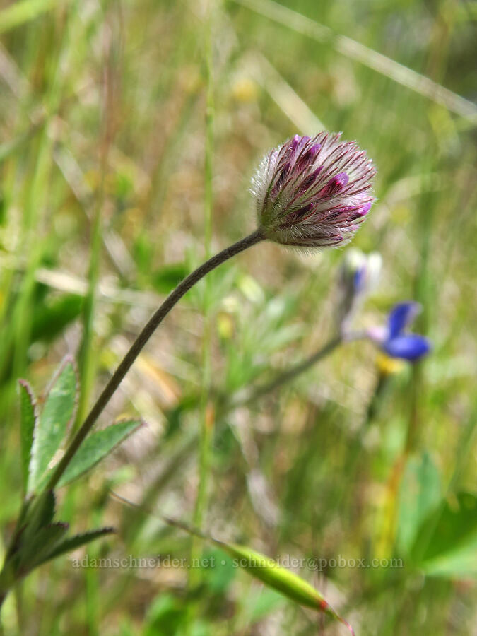 Indian clover (Trifolium albopurpureum) [Flat Frog Trail, Henry W. Coe State Park, Santa Clara County, California]