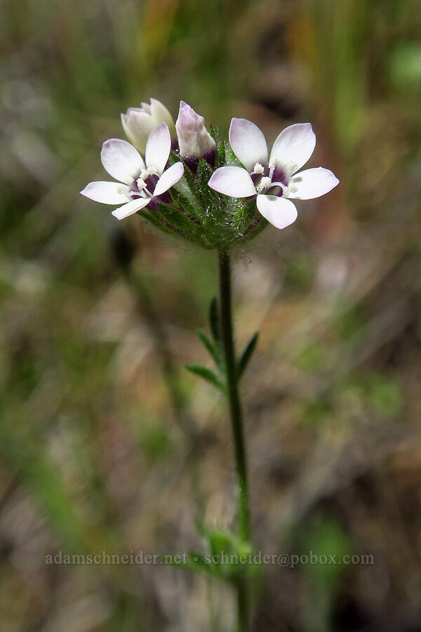 purple-spot gilia (Gilia clivorum) [Flat Frog Trail, Henry W. Coe State Park, Santa Clara County, California]