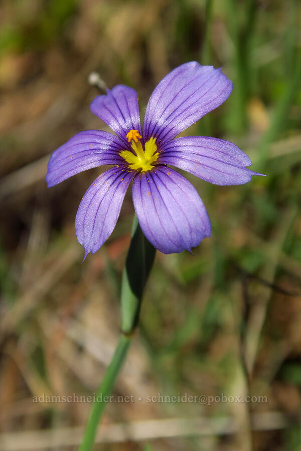 western blue-eyed grass (Sisyrinchium bellum) [Flat Frog Trail, Henry W. Coe State Park, Santa Clara County, California]