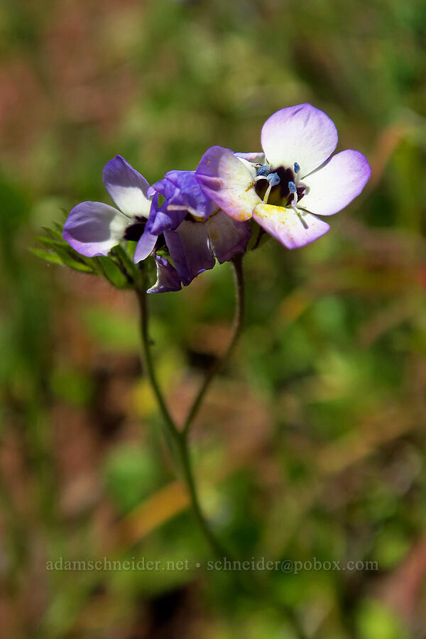 bird's-eye gilia (Gilia tricolor) [Springs Trail, Henry W. Coe State Park, Santa Clara County, California]