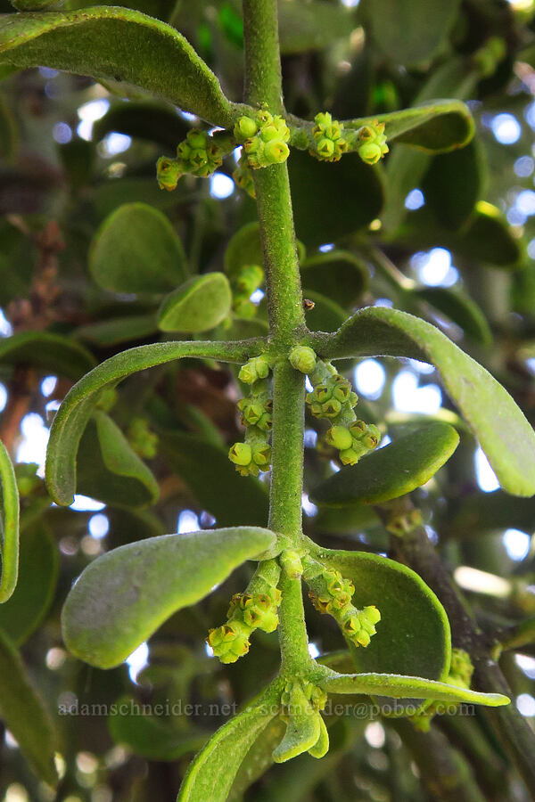oak mistletoe flowers (Phoradendron leucarpum ssp. tomentosum (Phoradendron villosum)) [Springs Trail, Henry W. Coe State Park, Santa Clara County, California]