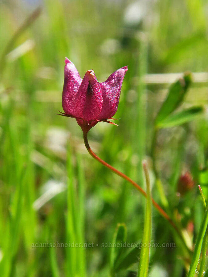 poverty (cow's-udder) clover (Trifolium depauperatum) [Springs Trail, Henry W. Coe State Park, Santa Clara County, California]