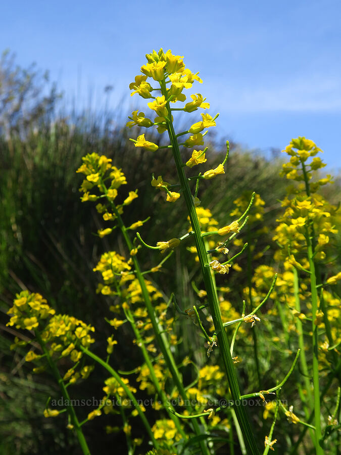 American winter-cress (Barbarea orthoceras) [Springs Trail, Henry W. Coe State Park, Santa Clara County, California]
