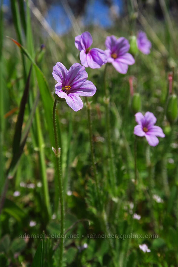 long-beaked stork's-bill (Erodium botrys) [Springs Trail, Henry W. Coe State Park, Santa Clara County, California]