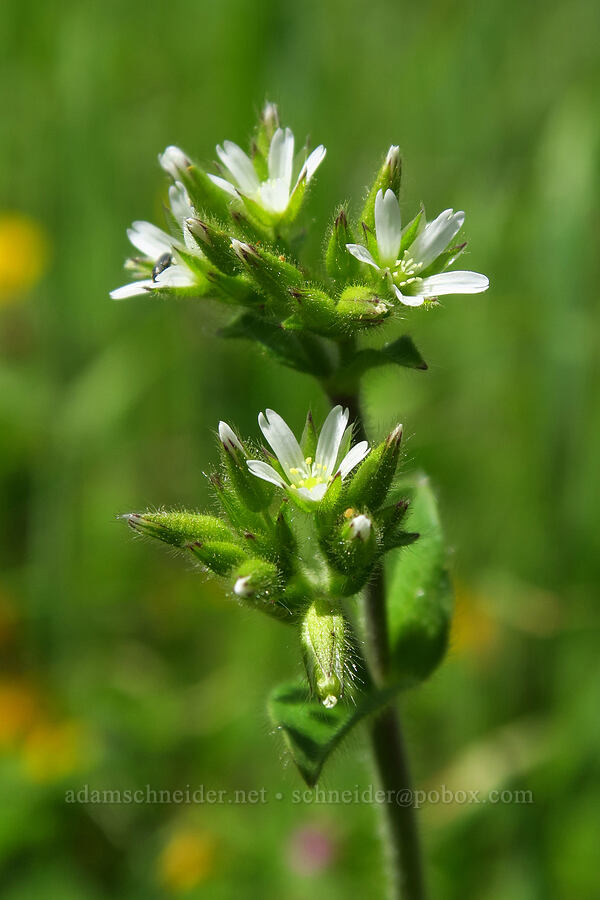 sticky chickweed (Cerastium glomeratum) [Springs Trail, Henry W. Coe State Park, Santa Clara County, California]
