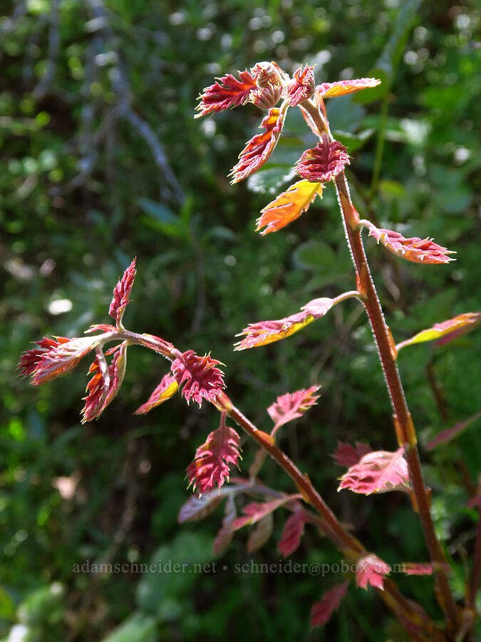 new black oak leaves (Quercus kelloggii) [Forest Trail, Henry W. Coe State Park, Santa Clara County, California]