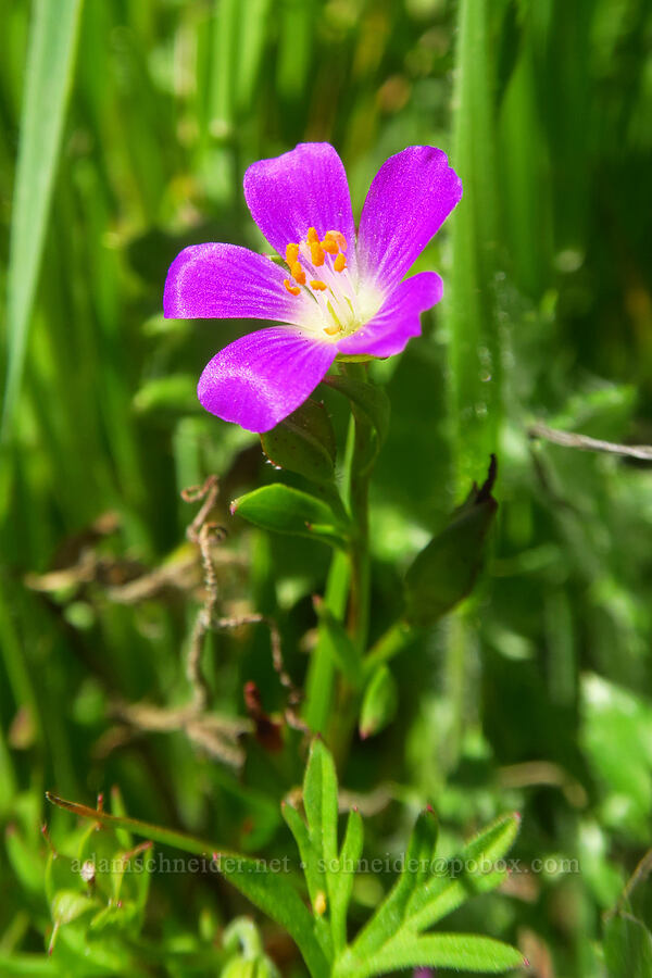 red maids (Calandrinia menziesii (Calandrinia ciliata)) [Forest Trail, Henry W. Coe State Park, Santa Clara County, California]