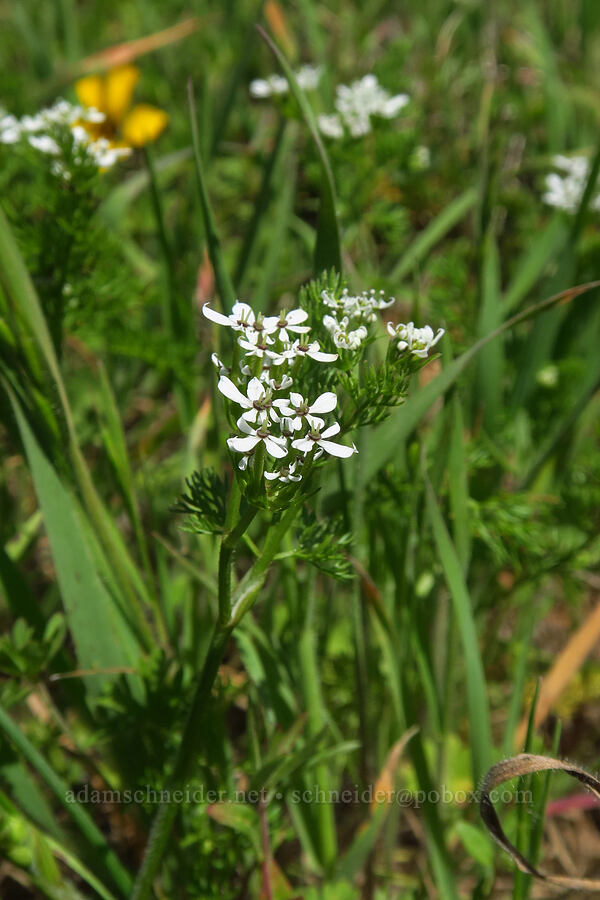shepherd's needle (Scandix pecten-veneris) [Corral Trail, Henry W. Coe State Park, Santa Clara County, California]