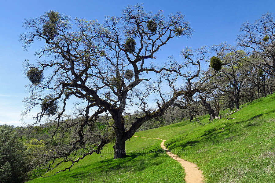 oak tree & mistletoe (Quercus sp., Phoradendron leucarpum ssp. tomentosum (Phoradendron villosum)) [Corral Trail, Henry W. Coe State Park, Santa Clara County, California]