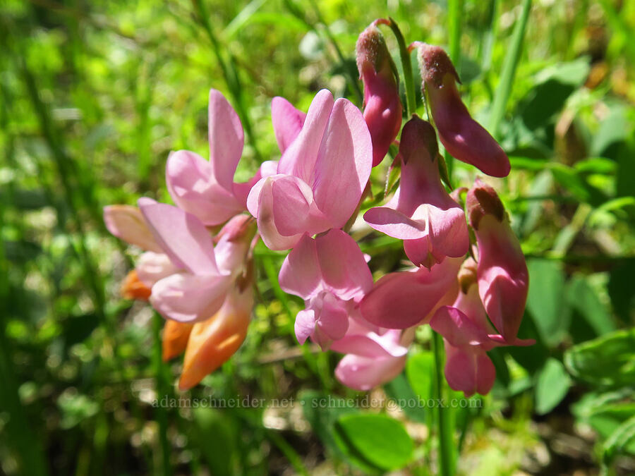 Pacific pea-vine (Lathyrus vestitus) [Corral Trail, Henry W. Coe State Park, Santa Clara County, California]