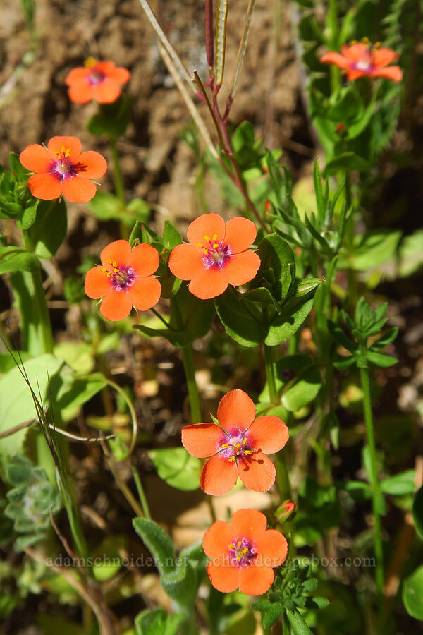 scarlet pimpernel (Anagallis arvensis) [Corral Trail, Henry W. Coe State Park, Santa Clara County, California]