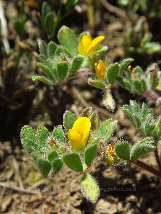 foothill deer-vetch (Acmispon brachycarpus (Lotus humistratus)) [Corral Trail, Henry W. Coe State Park, Santa Clara County, California]