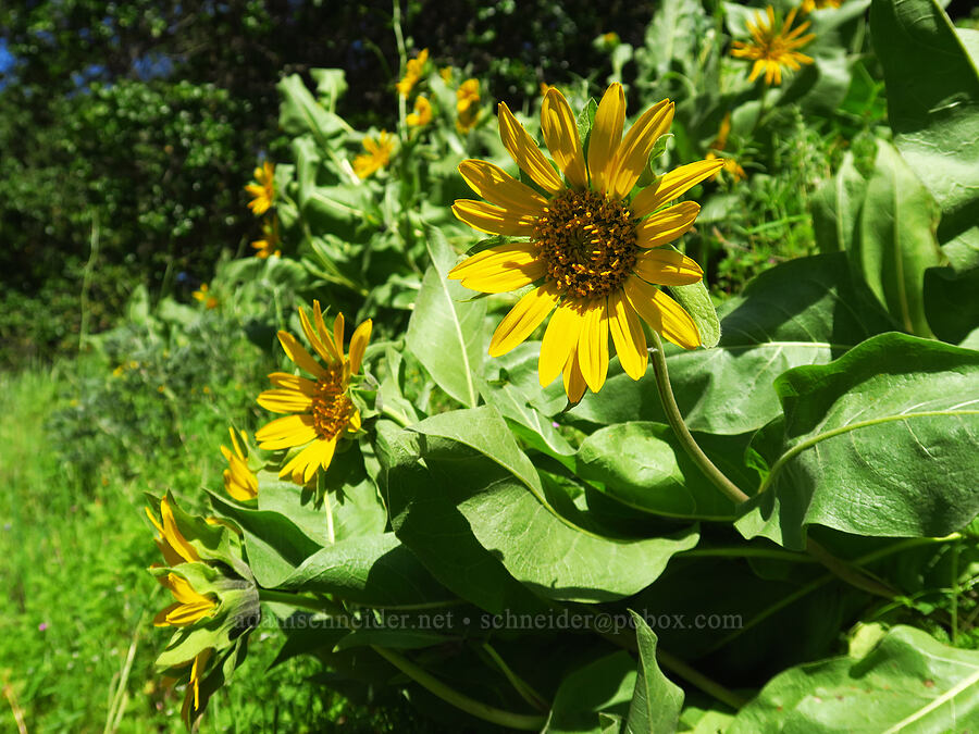Coast Range mule's-ears (Wyethia glabra) [East Dunne Avenue, Morgan Hill, Santa Clara County, California]