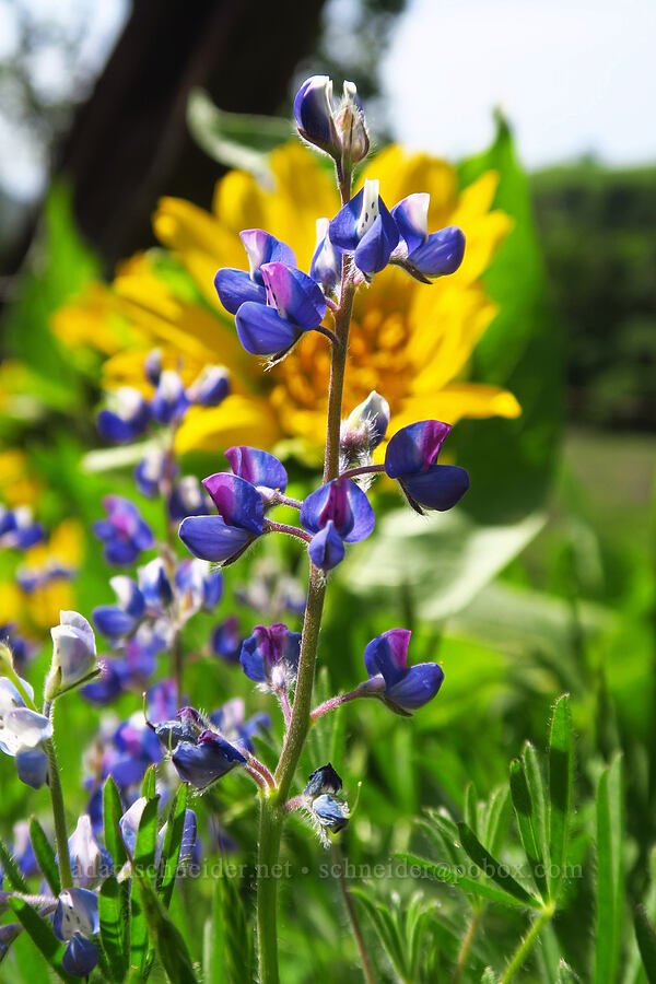 lupine (Lupinus sp.) [East Dunne Avenue, Morgan Hill, Santa Clara County, California]
