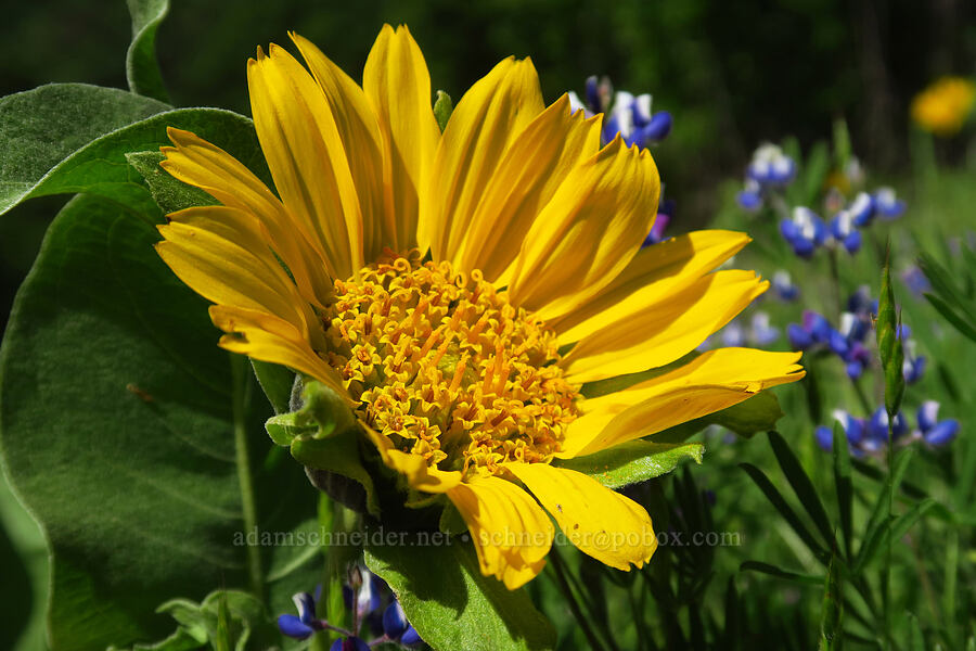Coast Range mule's-ears (Wyethia glabra) [East Dunne Avenue, Morgan Hill, Santa Clara County, California]
