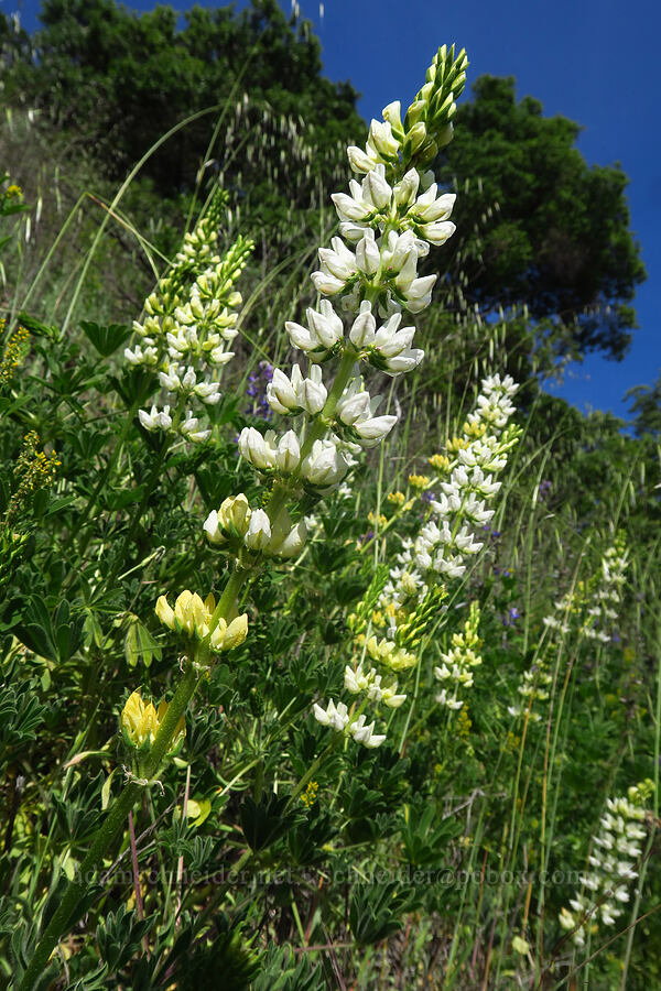 chick lupine (Lupinus microcarpus) [East Dunne Avenue, Morgan Hill, Santa Clara County, California]